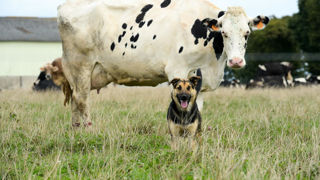 Une enquête en ligne est en cours pour recenser les animaux « au travail » en France. Une enquête en ligne est en cours pour recenser les animaux « au travail » en France.
